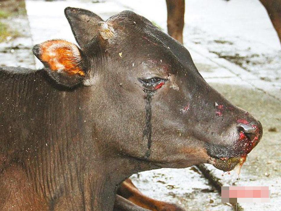 香港8只牛被撞死 伤牛流泪伴尸