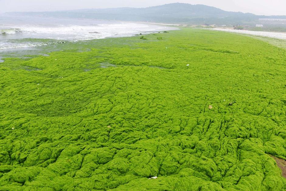 看海还是看草原?壮观浒苔入侵青岛海水浴场