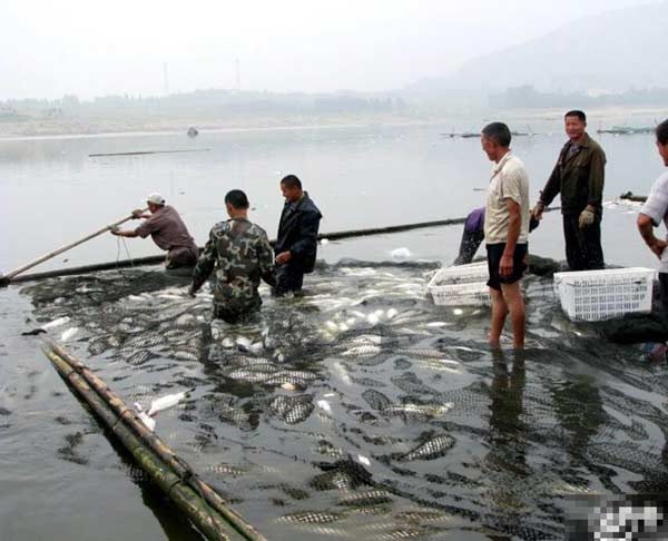 2014年6月18日,临沂市费县大田庄乡上冶水库,10多万斤网箱养殖的草鱼