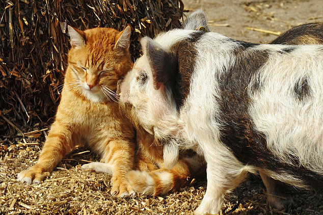 荷兰农场小猫小猪成好友 频秀恩爱