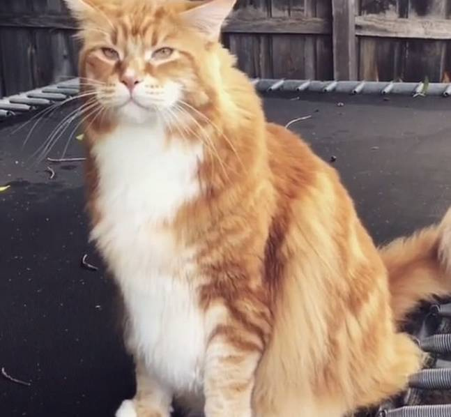 猫爱吃生猪肉 Img9001232_n.jpg