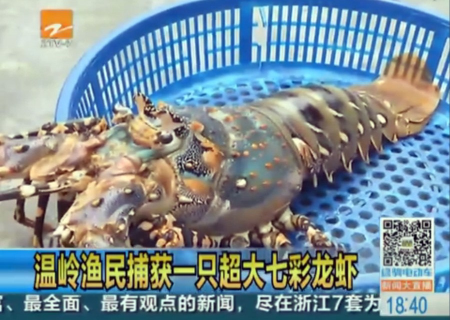 浙江渔民捕获超大七彩龙虾7439732-新闻图片库-大视野-搜狐