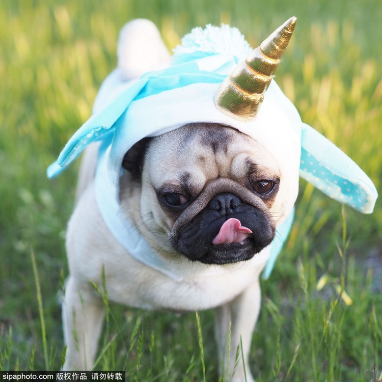 当地时间2015年11月10日讯,澳大利亚,Instagram网站知名的澳洲网红Homer Pugalicious是一只住在珀斯的可爱八哥犬,它拥有40余套不同的服装和9.8万名粉丝,主人钱德拉(Mei Chandra)喜欢将它装扮称各种热门人物或动物。这只汪星人就靠着吃吃睡睡的日常,成为新晋网红,来感受下它的生活吧。(图片来源:Sipa Photo)