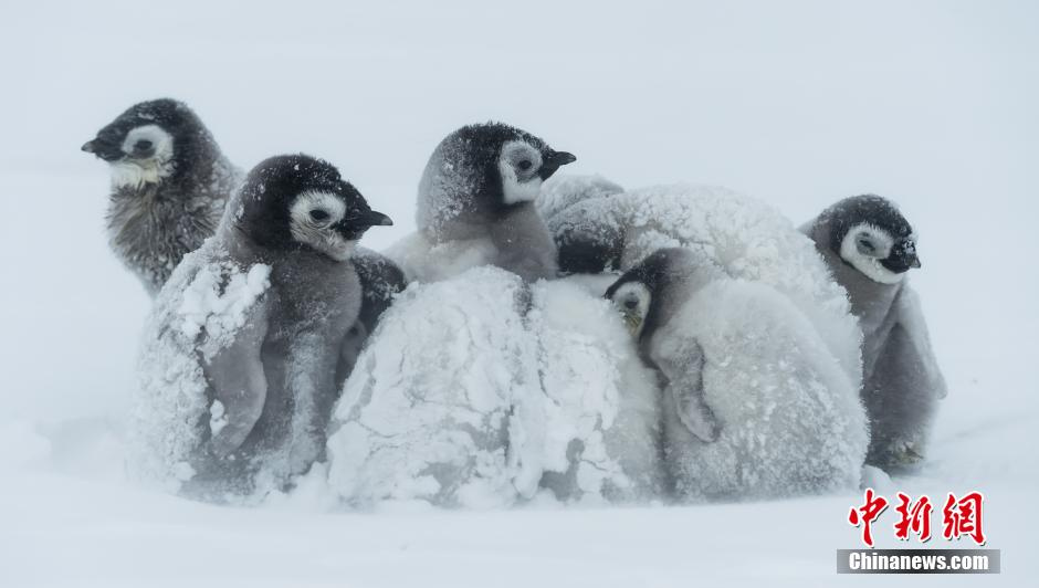 企鹅也怕冷 暴风雪中抱团取暖显萌态