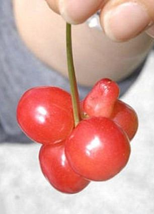 变异蔬菜图片