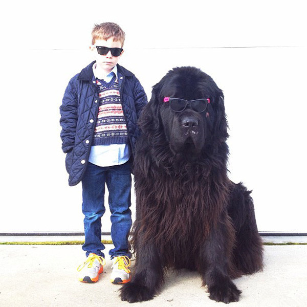 童话 纽芬兰犬/超有爱巨型犬和小主人一起的快乐童年(1/45)