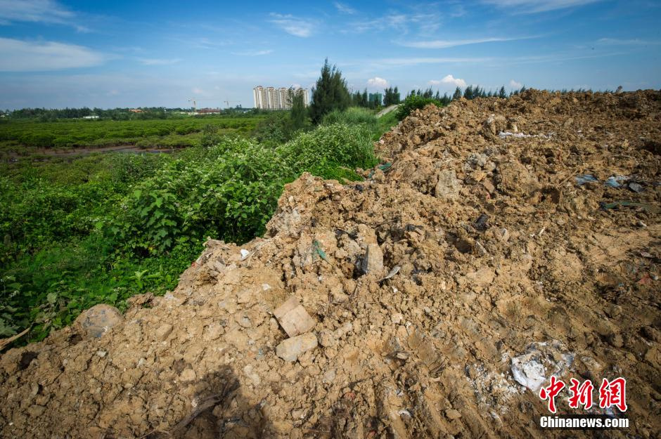 海南百亩红树林遭破坏 沦为高档小区垃圾场