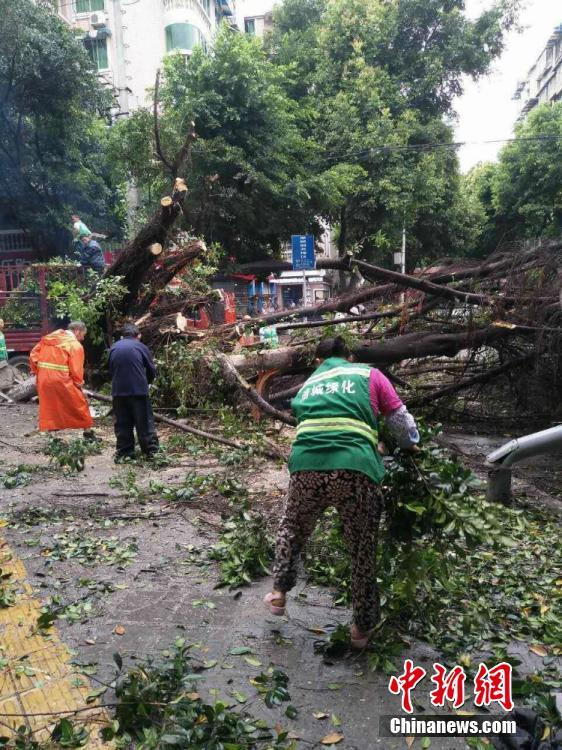 凌晨暴雨突袭 四川绵阳市近千株树木被刮倒90