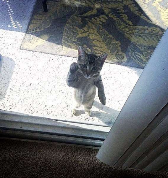猫被关在门外时的表情