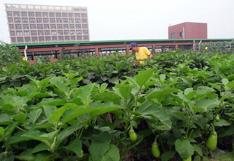 600平方楼顶菜园设计图