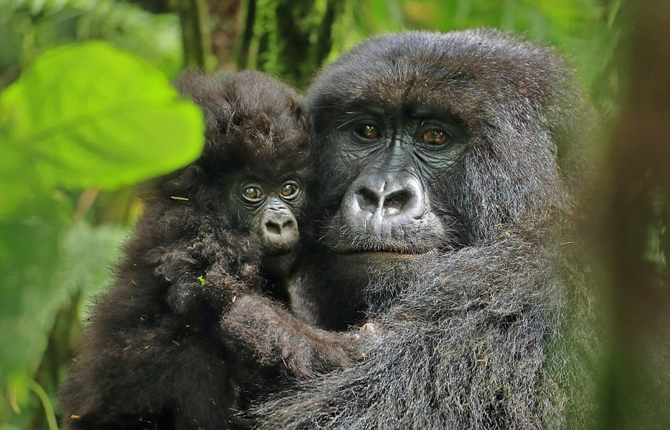 山地猩猩宝宝头型似歌手萌翻网友8351596-教