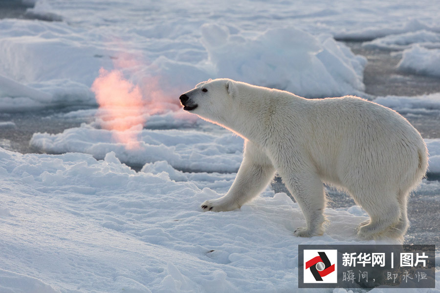 实拍:北极熊呼吸如喷吐火焰