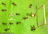 高清：蚂蚁也玩欧洲杯 树叶上“踢球”干劲十足