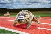 高清图：吉尼斯世界纪录欢乐多 现百米最快龟速