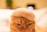猫毛做的猫帽
