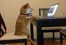 一条特立独行的狗 模仿主人坐着看视频