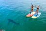 美国两闺蜜冲浪偶遇大鲨鱼 淡定同游