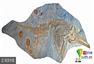 科学家发现迄今最大成年雌性鱼龙化石