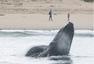 座头鲸加利福尼亚海边觅食 惊呆小伙伴