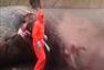 丹麦巨头鲸尸体“爆炸”喷出内脏