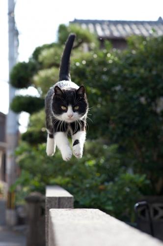日本猫岛图片