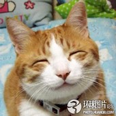 笑死人啦 囧猫的23种极致表情(图) 套图22张