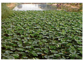 【廊坊市虹宇旅行社燕郊门市】廊坊市虹宇旅行