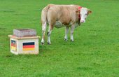 高清：各路神兽争当预测帝 德国奶牛竟猜德国输