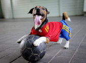 动物也爱欧洲杯：可爱狗狗穿队服 染色高卢雄鸡